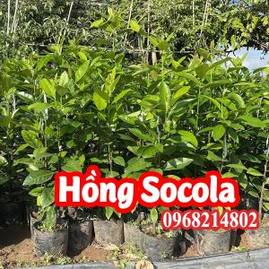 Cây giống hồng Socola mua ở đâu và bao nhiêu tiền 1 cây giống